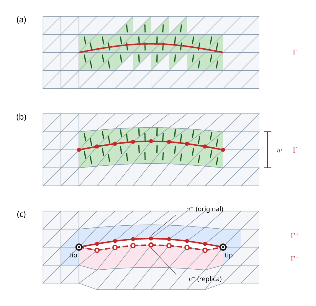 Three panels, each the same rectangular triangulation twelve cells across and four deep, pale grey, stacked vertically. (a) The grid is flat and a red arch is drawn across the middle two thirds without dots, cutting through the triangles; the tinted green cells form a ragged band around it, two rows deep on the flanks and three at the crest, with a saw-toothed outline, each with a short dark-green stroke tilted perpendicular to the arch. (b) The grid is gently bowed upward in its middle rows so that the same red arch, now with nine dots, runs along mesh edges; the cells immediately above and below it are tinted green, each with a stroke perpendicular to the local trace; a bracket at the right marks the two-cell band height as w. (c) The bowed grid again, with the row of cells above the arch tinted pale blue and the row below pale pink; the pink block has dropped, so the red line has opened into two — a solid upper arch with seven filled dots labelled v-plus (original) and Gamma-plus, and a dashed lower arch with open circles labelled v-minus (replica) and Gamma-minus — still meeting at a black ringed vertex labelled tip at each end, with the cells at the two ends sheared where the block has dropped.